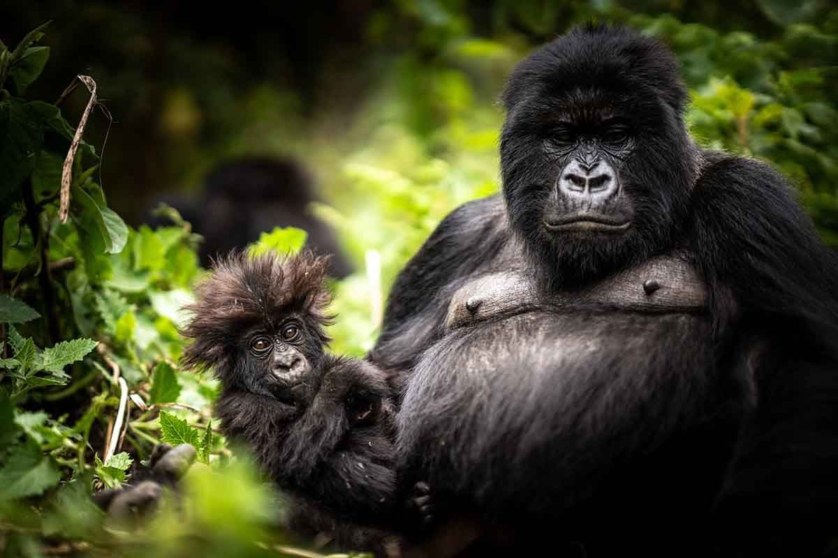 Rwanda Gorilla Trekking Experience
