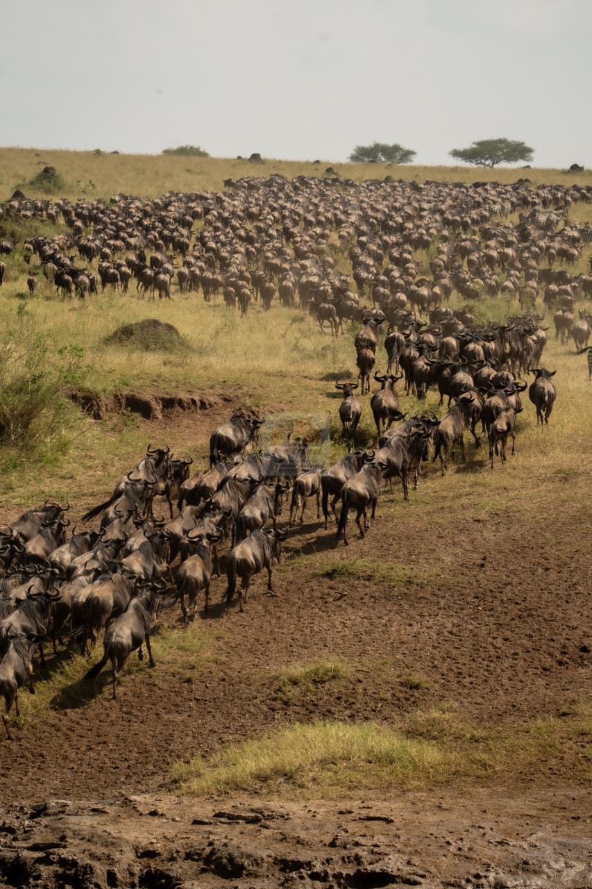 Best Time to Visit Masai Mara for the Great Migration
