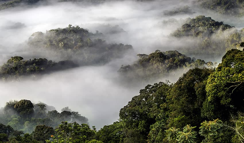 Nyungwe Forest Canopy Walk