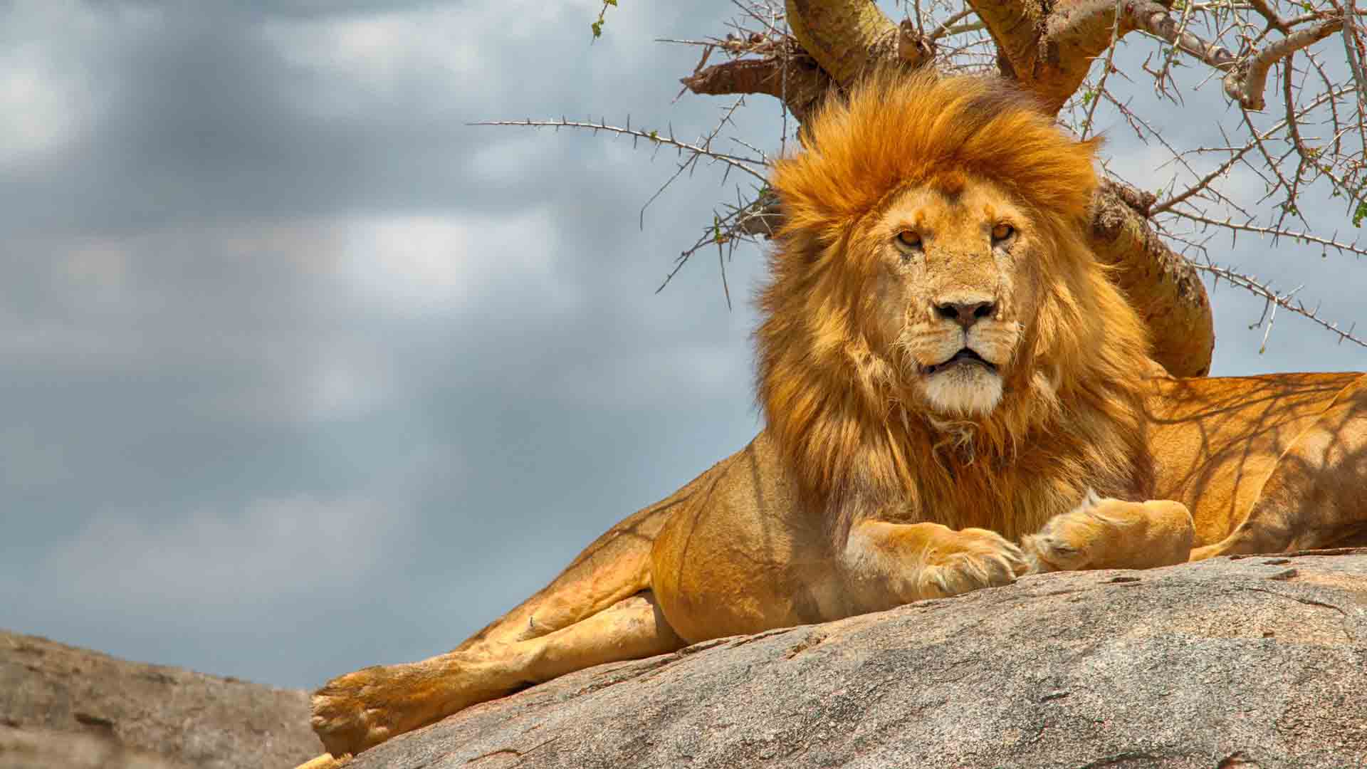 Serengeti Wildlife Safari