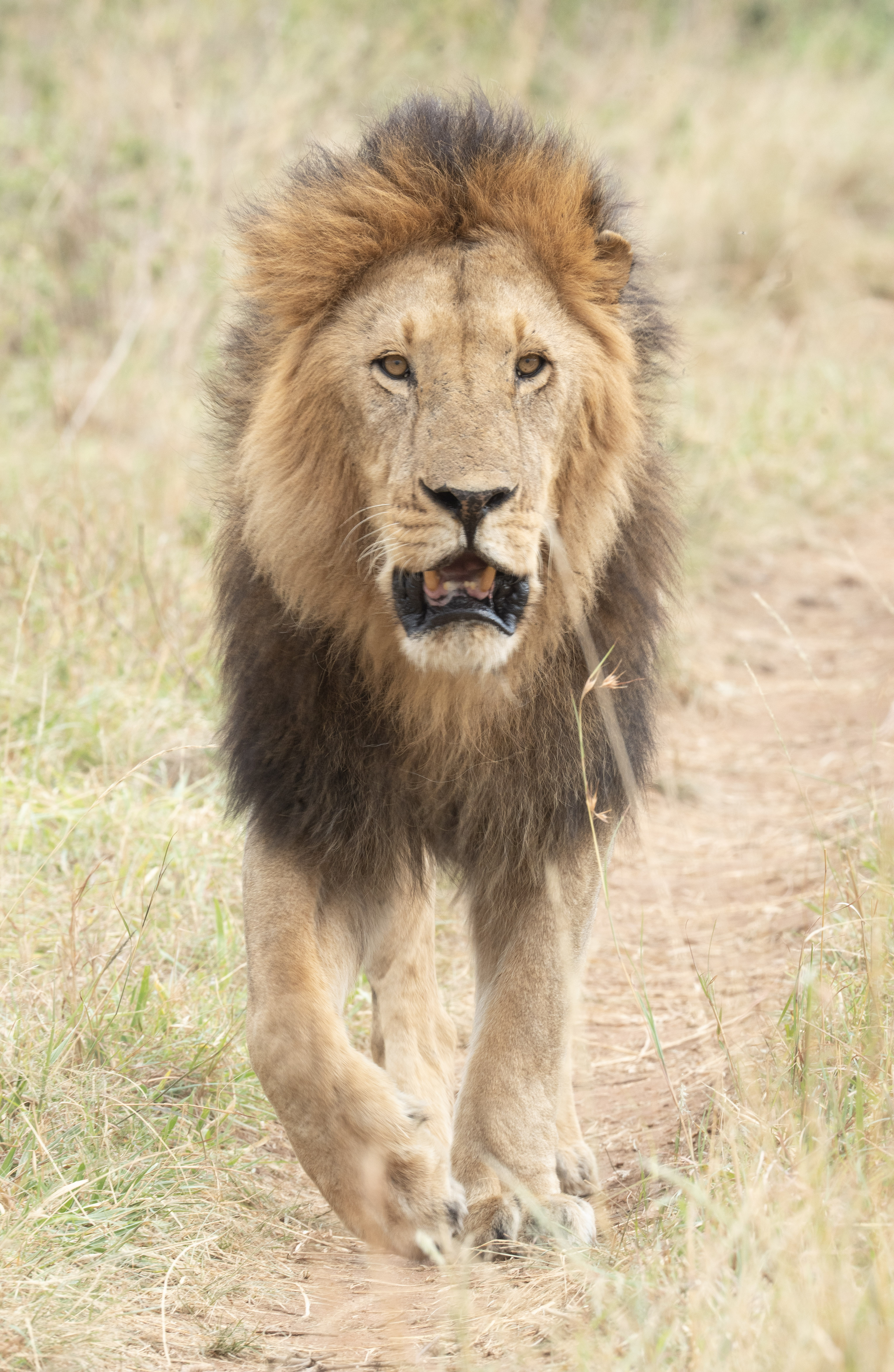 Serengeti Wildlife Safari